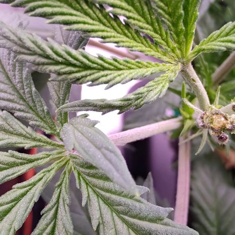 Mimosa Evo growlog timeline photo