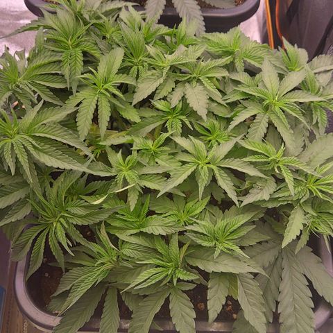 Mimosa Evo growlog timeline photo