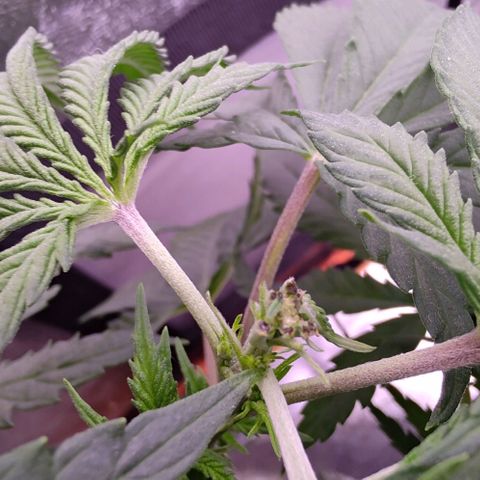 Mimosa Evo growlog timeline photo