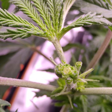 Mimosa Evo growlog timeline photo
