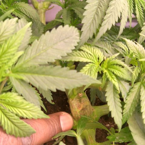 Mimosa Evo growlog timeline photo