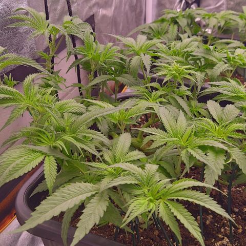 Mimosa Evo growlog timeline photo