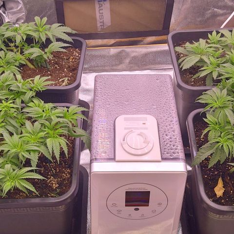 Mimosa Evo growlog timeline photo