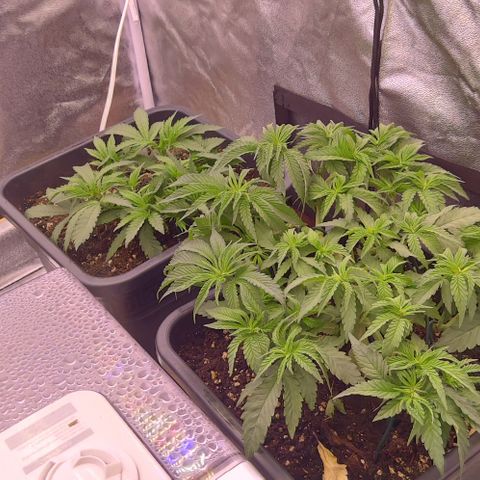 Mimosa Evo growlog timeline photo