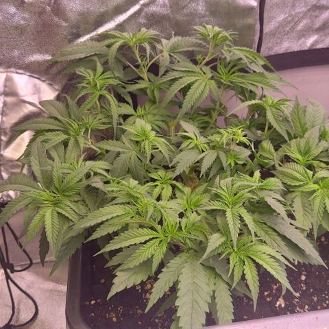 Mimosa Evo growlog timeline photo