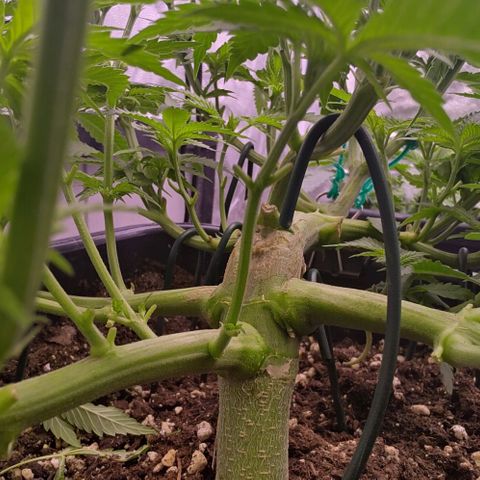Mimosa Evo growlog timeline photo