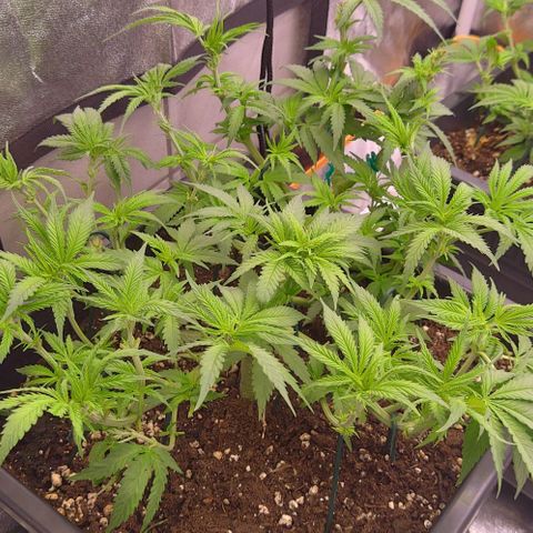 Mimosa Evo growlog timeline photo