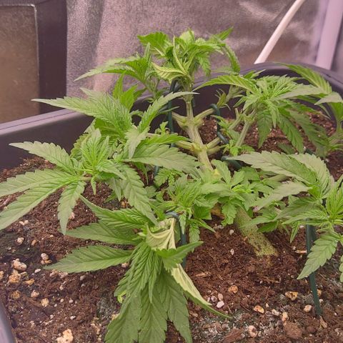 Mimosa Evo growlog timeline photo