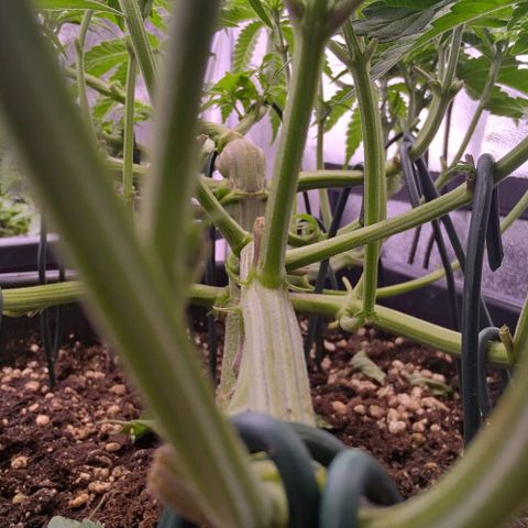 Mimosa Evo growlog timeline photo