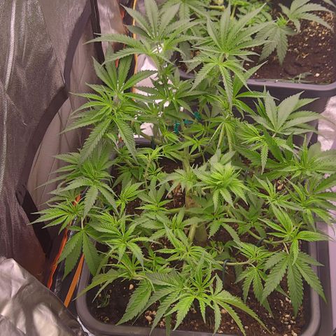 Mimosa Evo growlog timeline photo