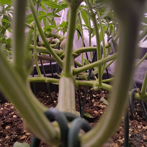 Mimosa Evo growlog timeline photo