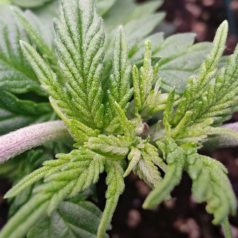 Mimosa Evo growlog timeline photo
