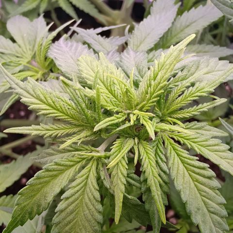 Mimosa Evo growlog timeline photo