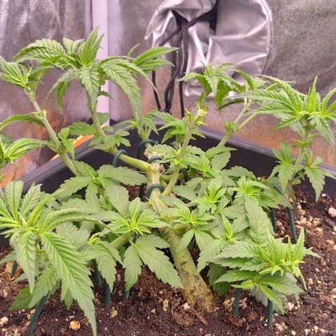 Mimosa Evo growlog timeline photo