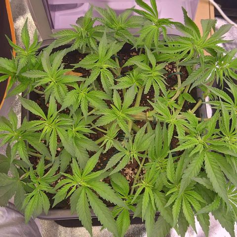 Mimosa Evo growlog timeline photo