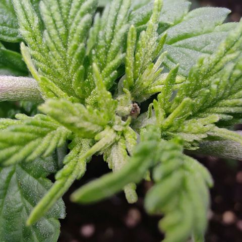 Mimosa Evo growlog timeline photo