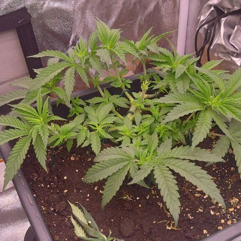 Mimosa Evo growlog timeline photo