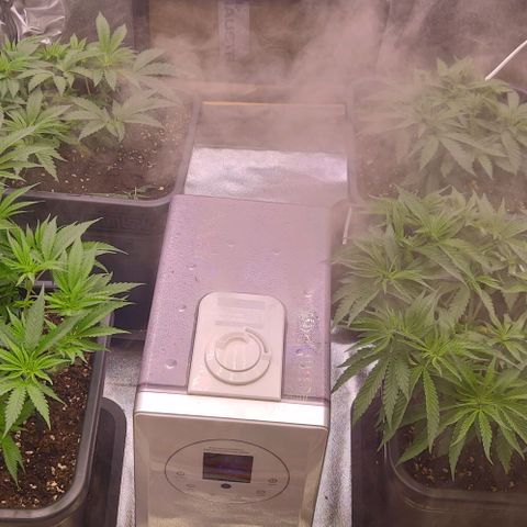 Mimosa Evo growlog timeline photo