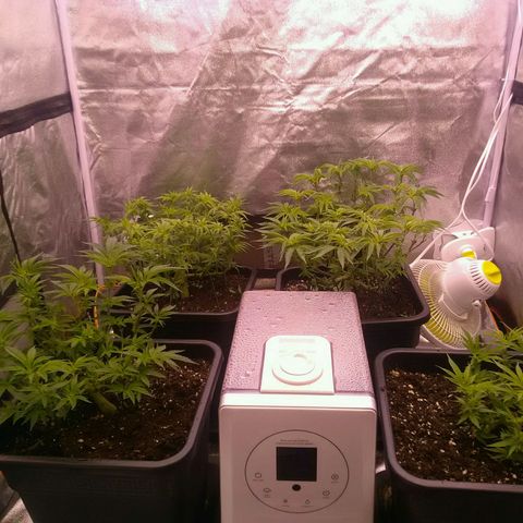Mimosa Evo growlog timeline photo