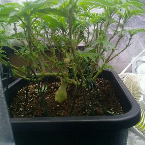 Mimosa Evo growlog timeline photo
