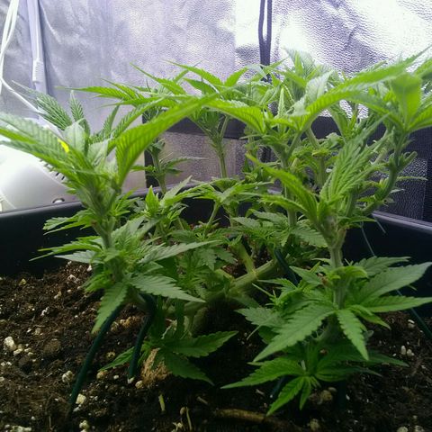 Mimosa Evo growlog timeline photo
