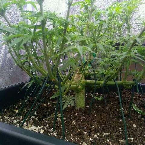 Mimosa Evo growlog timeline photo