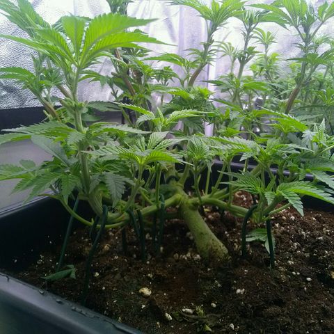 Mimosa Evo growlog timeline photo