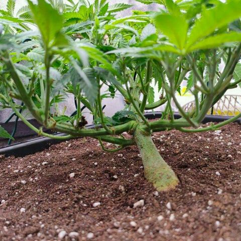 Mimosa Evo growlog timeline photo