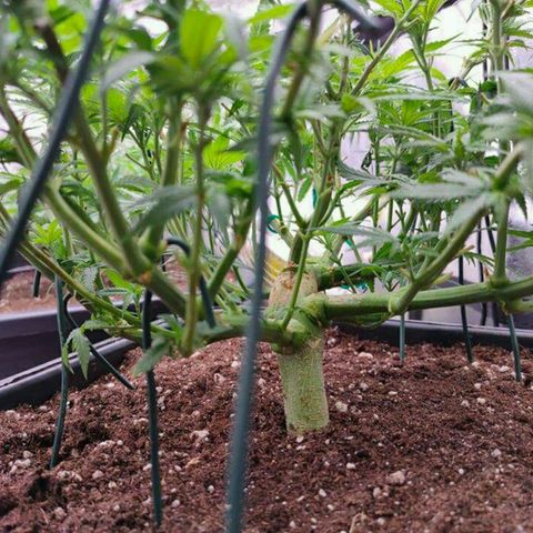 Mimosa Evo growlog timeline photo