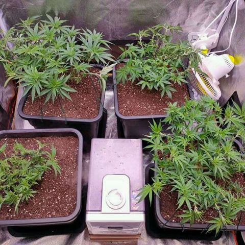 Mimosa Evo growlog timeline photo
