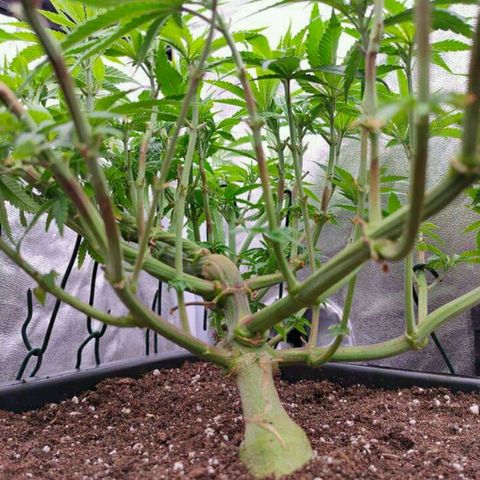 Mimosa Evo growlog timeline photo
