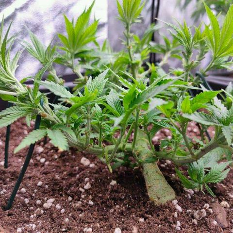 Mimosa Evo growlog timeline photo