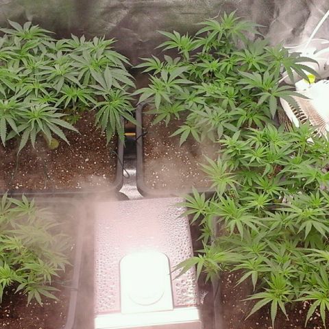 Mimosa Evo growlog timeline photo