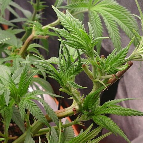 Mimosa Evo growlog timeline photo