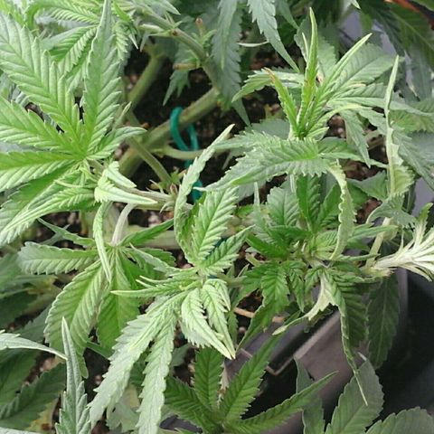 Mimosa Evo growlog timeline photo
