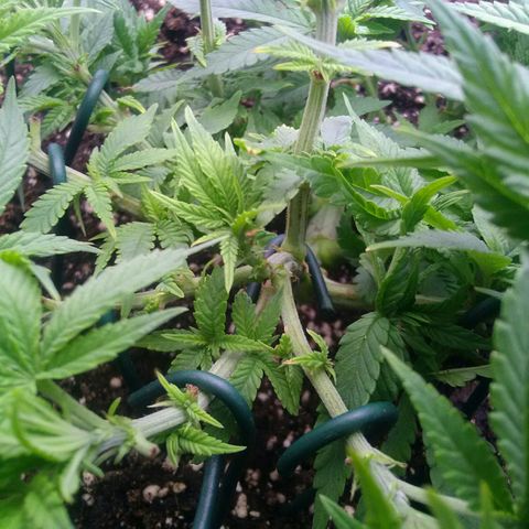 Mimosa Evo growlog photo: Fim