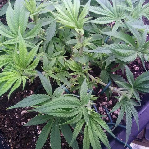 Mimosa Evo growlog photo: Fim