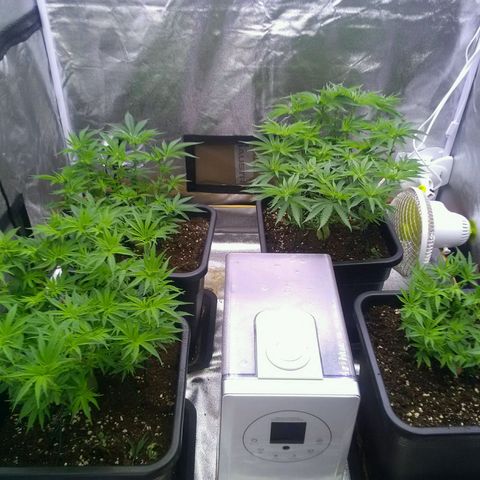 Mimosa Evo growlog timeline photo