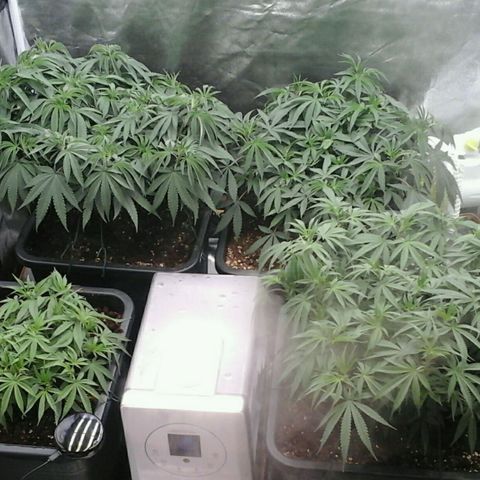 Mimosa Evo growlog timeline photo