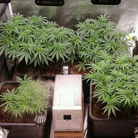 Mimosa Evo growlog timeline photo