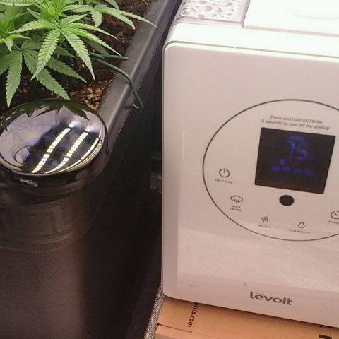 Mimosa Evo growlog photo: Contrôle de la vpd