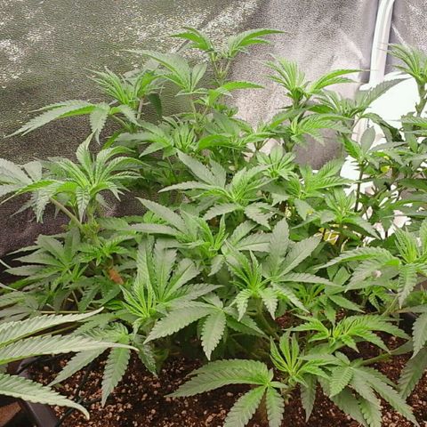 Mimosa Evo growlog photo: Spectrawild payé 😉