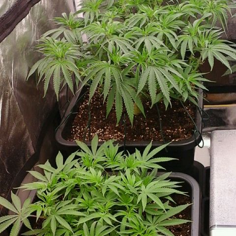 Mimosa Evo growlog photo: Spectrawild payé 😉