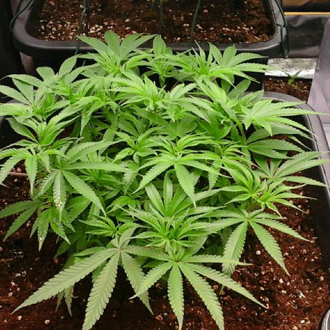 Mimosa Evo growlog photo: Spectrawild payé 😉