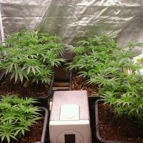 Mimosa Evo growlog photo: Spectrawild payé 😉