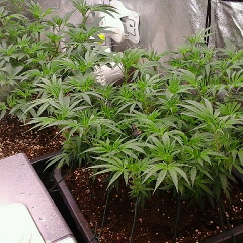 Mimosa Evo growlog photo: Spectrawild payé 😉