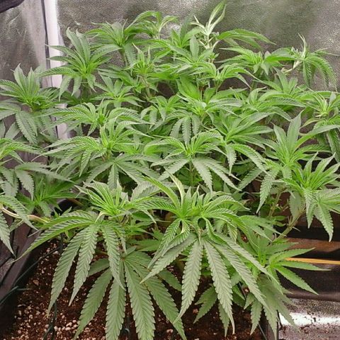 Mimosa Evo growlog photo: Spectrawild payé 😉