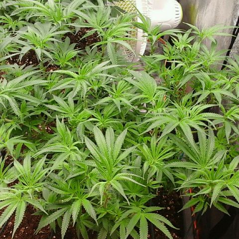 Mimosa Evo growlog photo: Spectrawild payé 😉