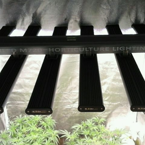 Mimosa Evo growlog photo: Spectrawild payé 😉