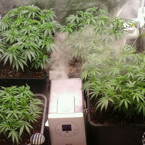 Mimosa Evo growlog photo: Les feuilles sont bcp plus verte après les pulverisation d'aminoweed et de silice